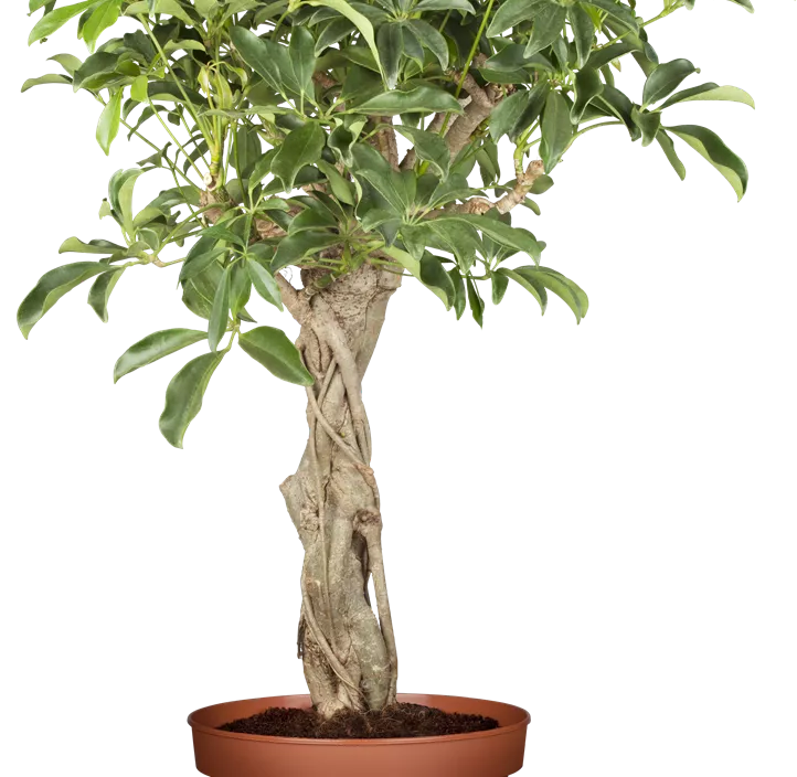 Kleine Strahlenaralie 'Gold Capella'