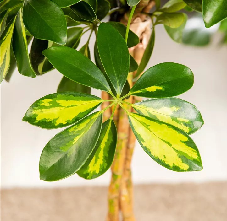 Kleine Strahlenaralie 'Gold Capella'