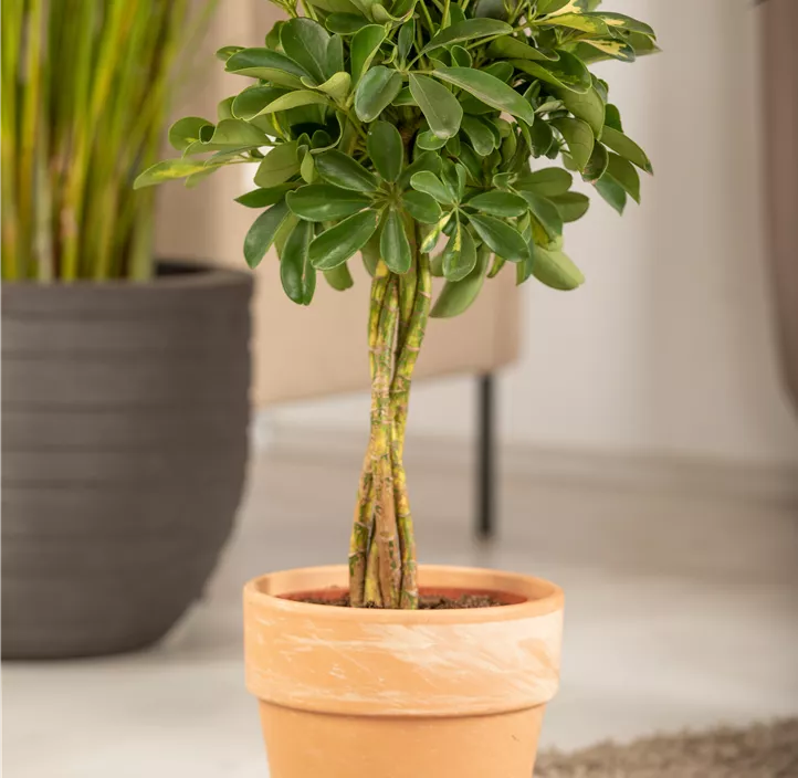 Kleine Strahlenaralie 'Gold Capella'