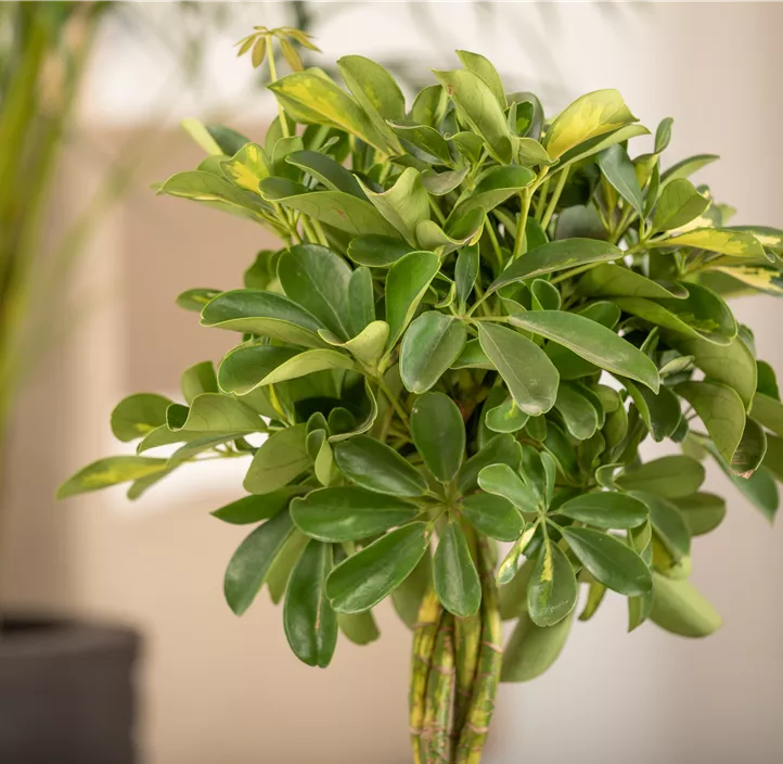 Kleine Strahlenaralie 'Gold Capella'