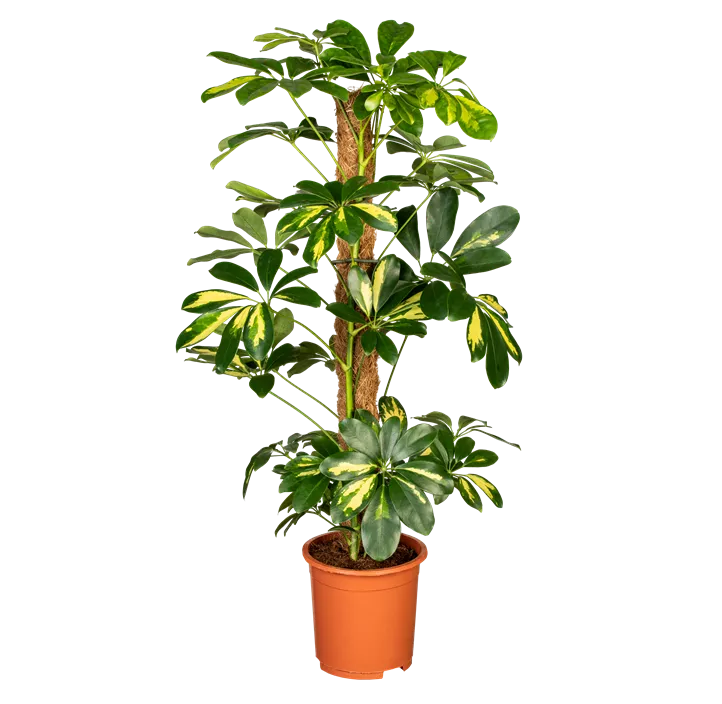 Kleine Strahlenaralie 'Gold Capella'