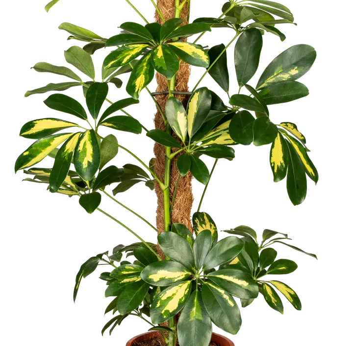 Kleine Strahlenaralie 'Gold Capella'