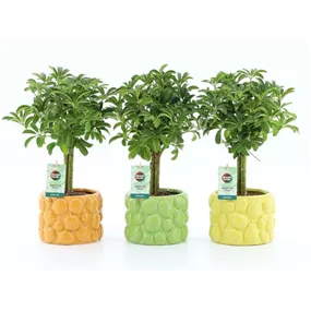 Schefflera luseana in Dolce Frutta