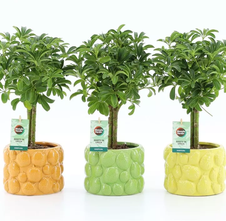 Kleine Strahlenaralie 'Luseana'