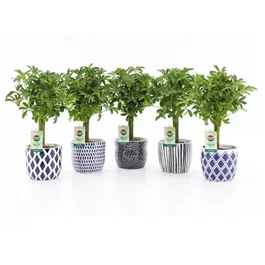 Schefflera luseana in Keramik