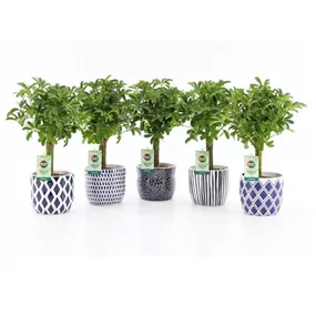 Schefflera luseana in Keramik