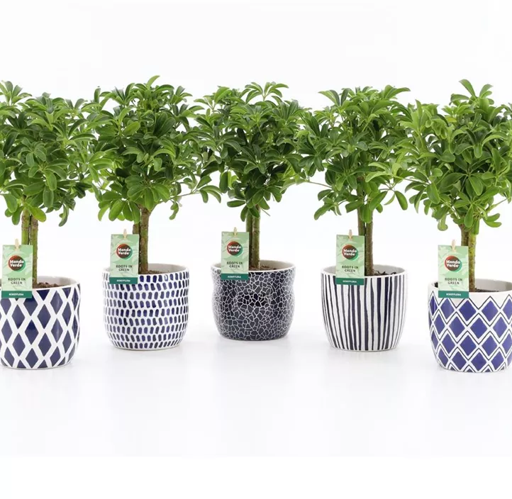 Kleine Strahlenaralie 'Luseana'