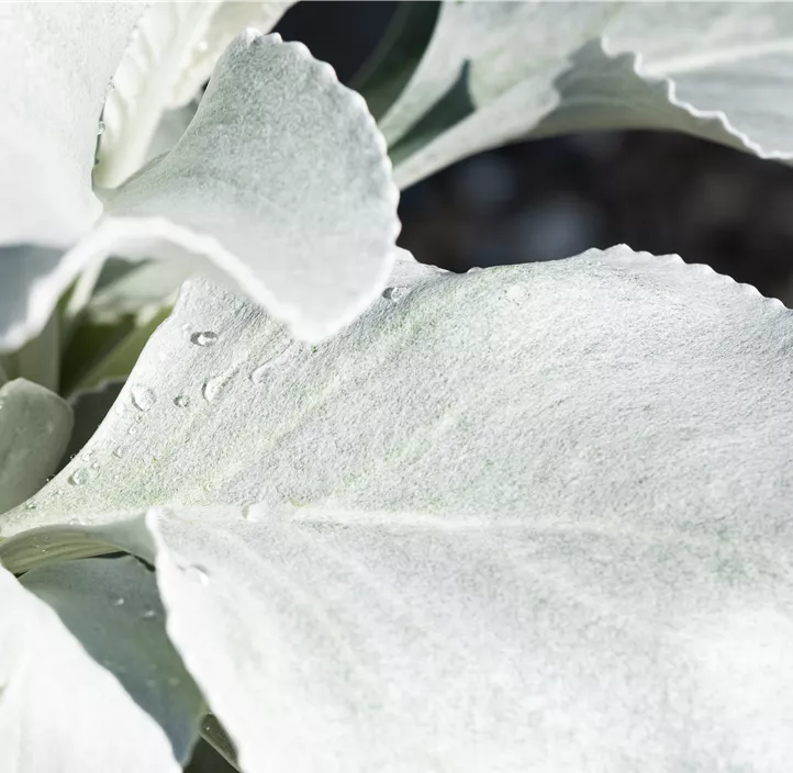 Greiskraut 'Angel Wings'