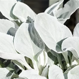 Senecio Angel Wings