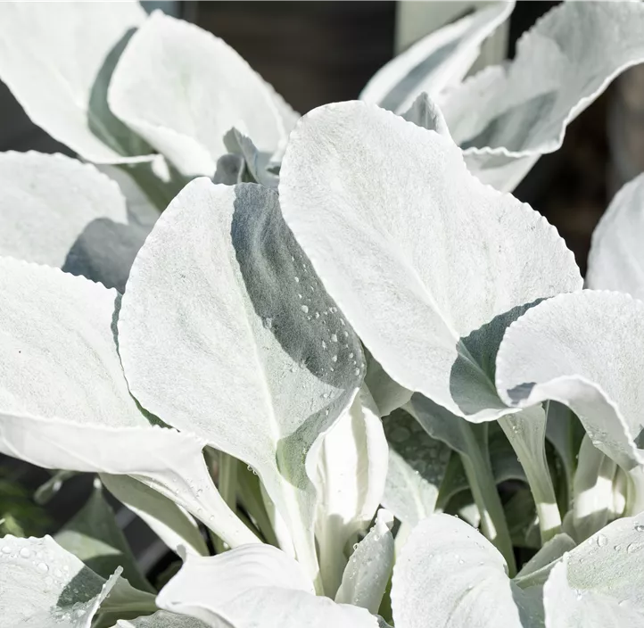 Greiskraut 'Angel Wings'
