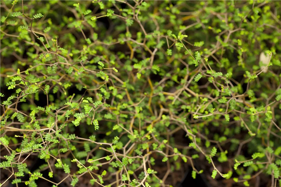 Sophora prostrata 'Little Baby' Schale, Schnurbaum 'Little Baby' -  Bellaflora