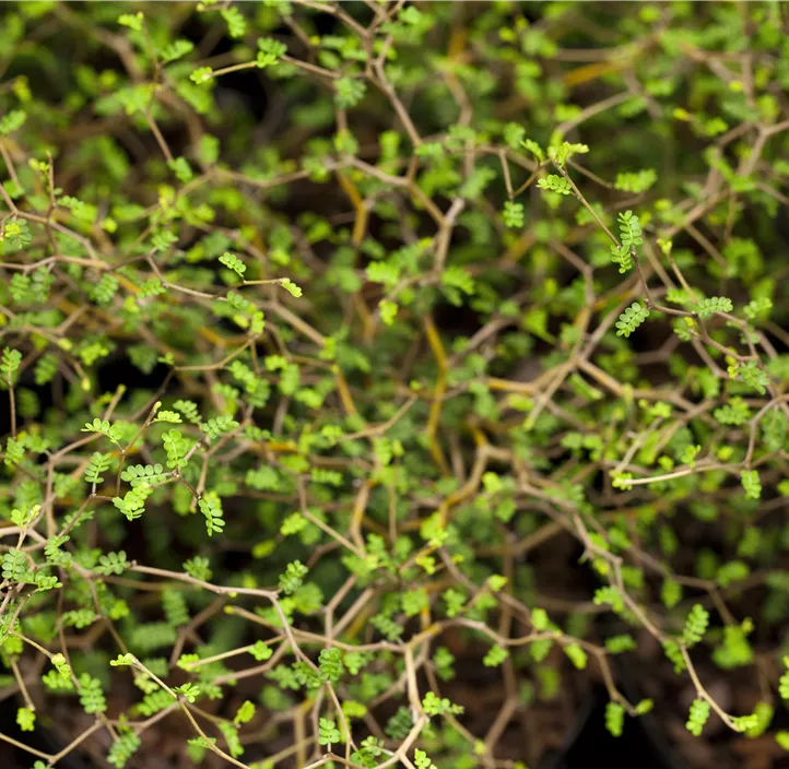 Schnurbaum 'Little Baby'