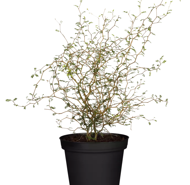 Schnurbaum 'Little Baby'