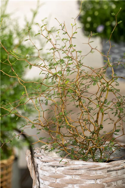 Sophora prostrata 'Little Baby' Schale, Schnurbaum 'Little Baby' -  Bellaflora