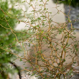 Sophora prostata Little Baby, 5 LiterTopf