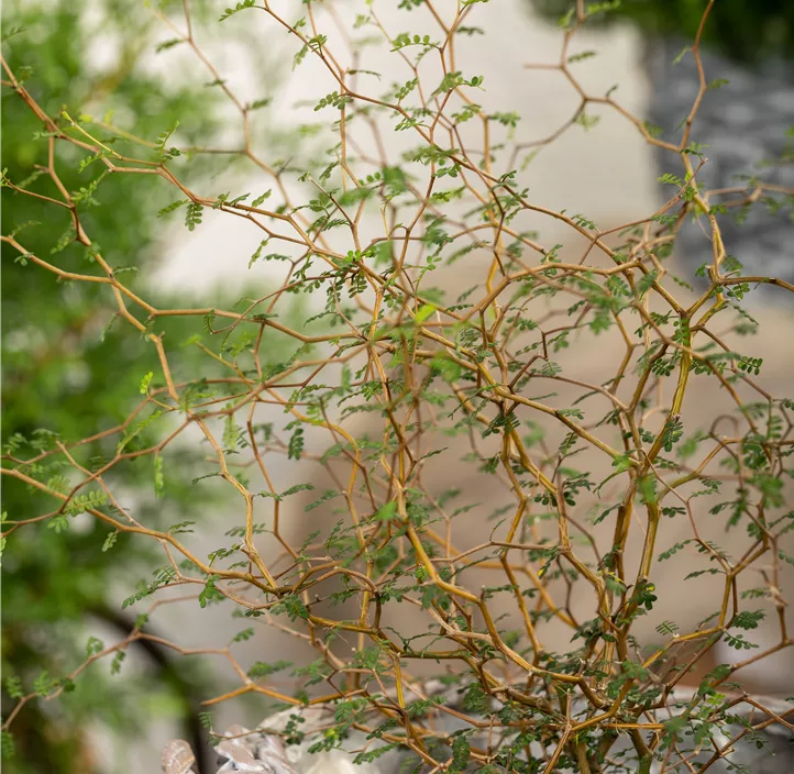 Schnurbaum 'Little Baby'