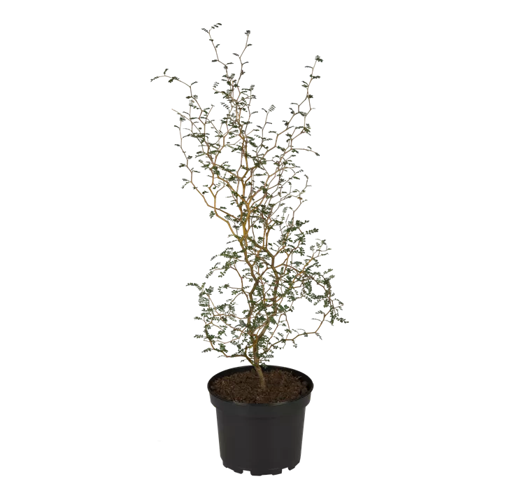 Schnurbaum 'Little Baby'