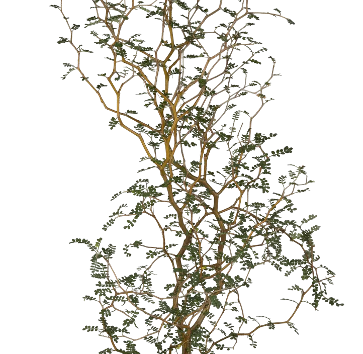 Schnurbaum 'Little Baby'