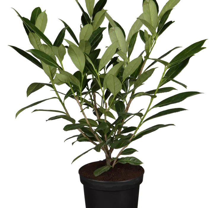 Kaukasische Kirschlorbeer 'Caucasica' Kaukasische Kirschlorbeer 'Caucasica'