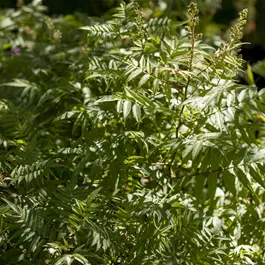 Sorbaria Sorbaria Matcha Ball