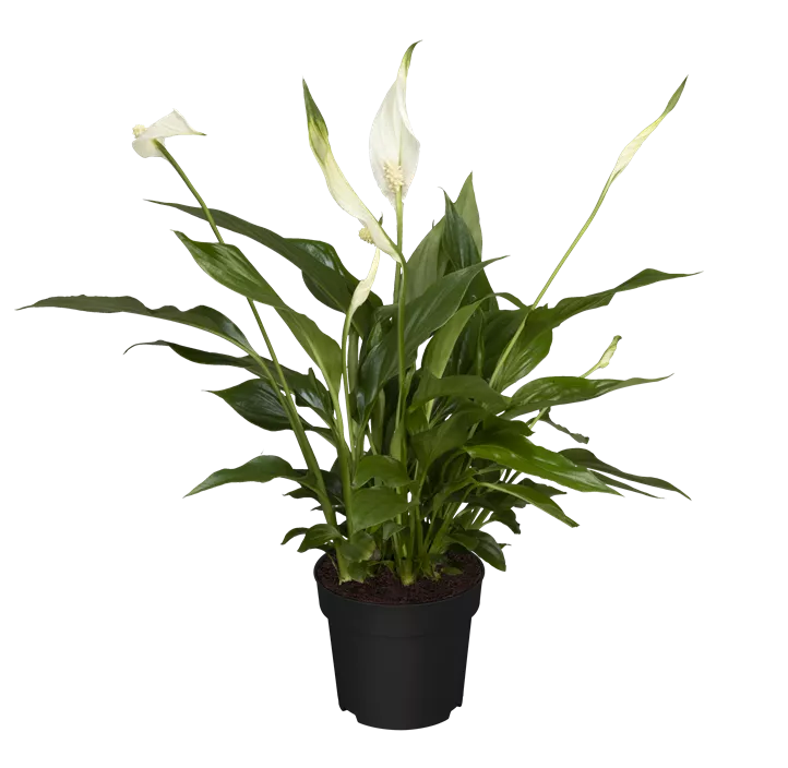 Einblatt 'Pearl Cupido'®