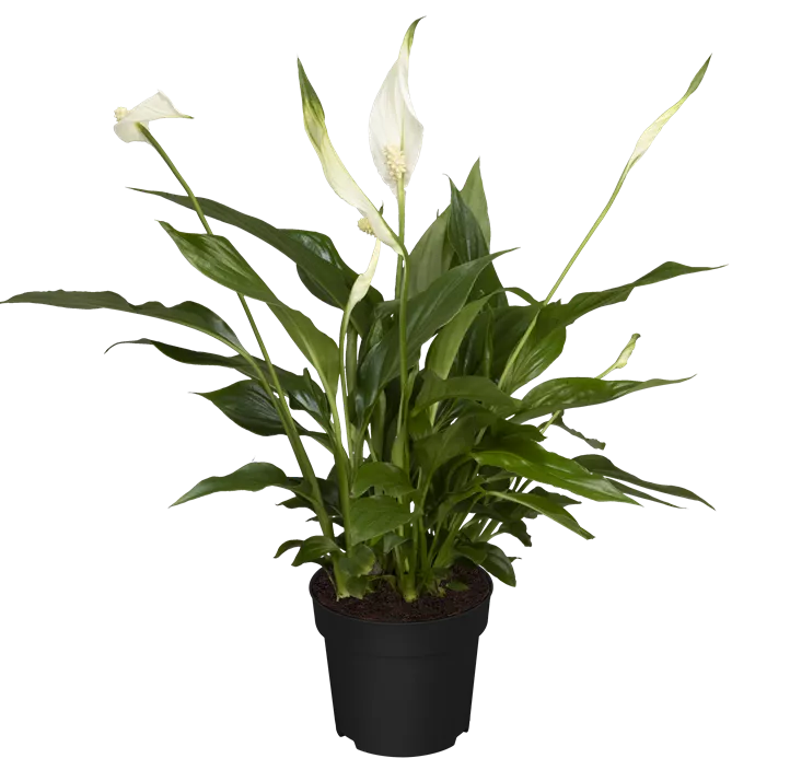 Einblatt 'Pearl Cupido'®