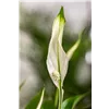 bellaflora Gartencenter GmbH