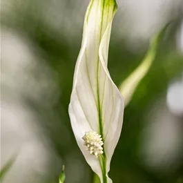 Spathiphyllum Pearl Cupido