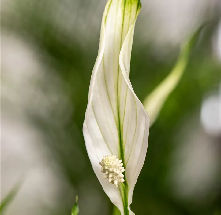 Einblatt 'Pearl Cupido'®