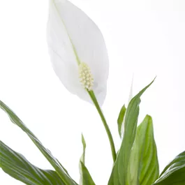 Spathiphyllum wallisii Chopin