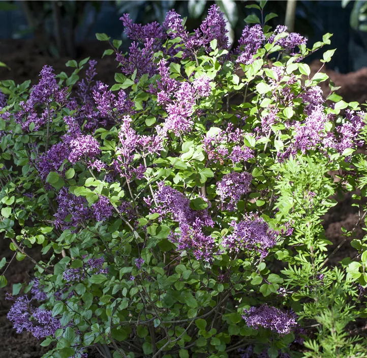 Zwergflieder 'Palibin'