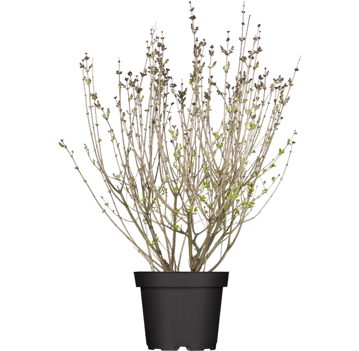 Zwergflieder 'Palibin'