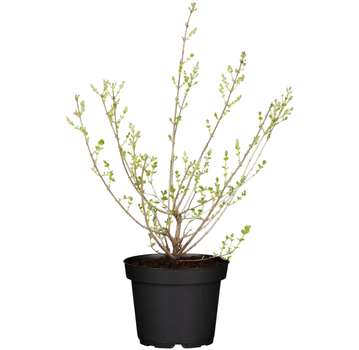 Zwergflieder 'Palibin'