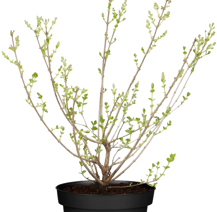 Zwergflieder 'Palibin'