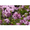 bellaflora Gartencenter GmbH