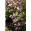 bellaflora Gartencenter GmbH