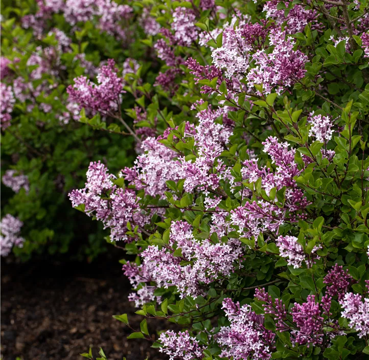 Zwergflieder 'Palibin'