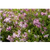 bellaflora Gartencenter GmbH