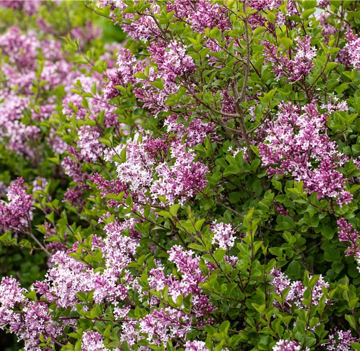 Zwergflieder 'Palibin'