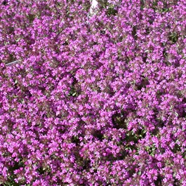 Thymus serphyllum