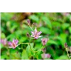 bellaflora Gartencenter GmbH