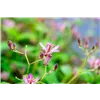 bellaflora Gartencenter GmbH