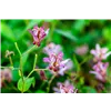 bellaflora Gartencenter GmbH