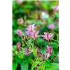 bellaflora Gartencenter GmbH