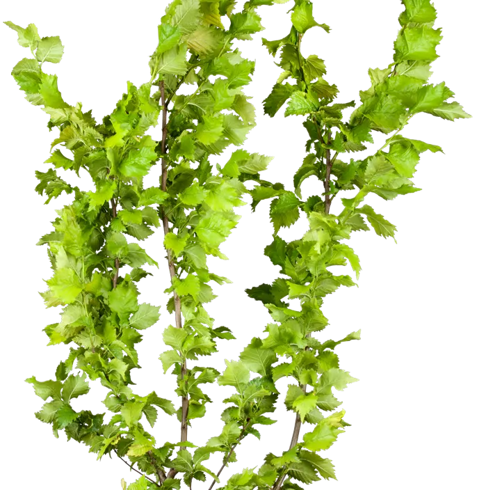 Säulen-Goldulme 'Wredei'