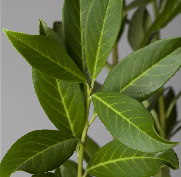 Kaukasische Kirschlorbeer 'Caucasica' Kaukasische Kirschlorbeer 'Caucasica'