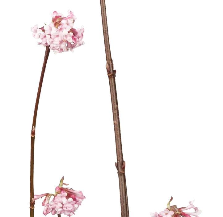 Winterschneeball 'Dawn'