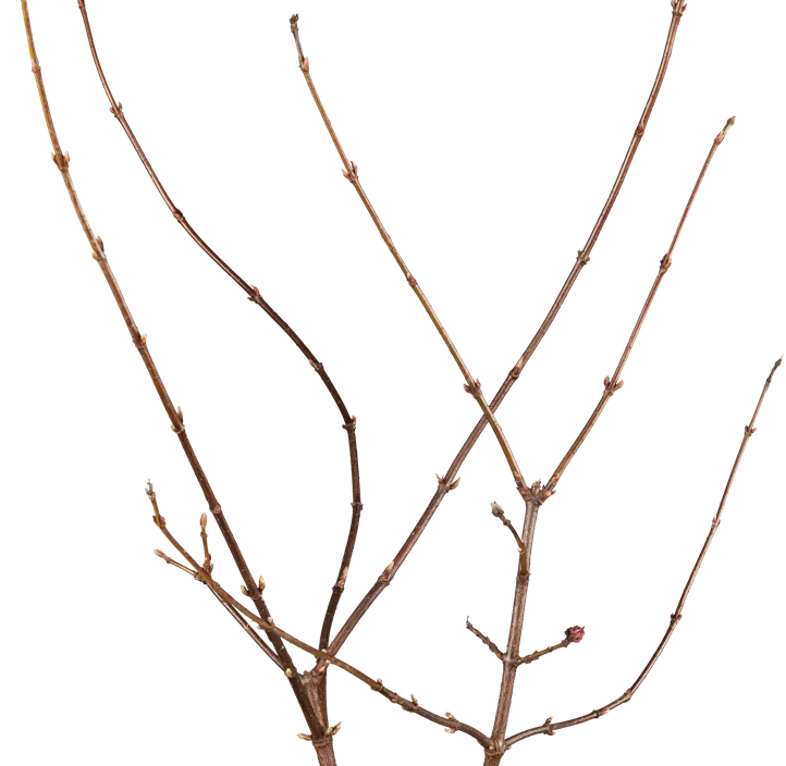 Winterschneeball 'Dawn'