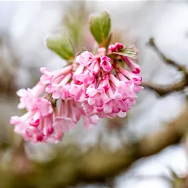 Viburnum bodnantense Dawn