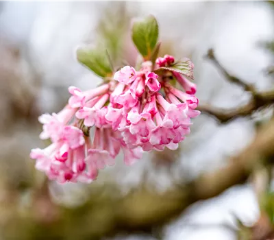Viburnum bodnantense Dawn